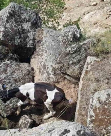 Aydın’da Kaybolan Büyükbaş Hayvanlar Drone ile Kısa Sürede Bulundu