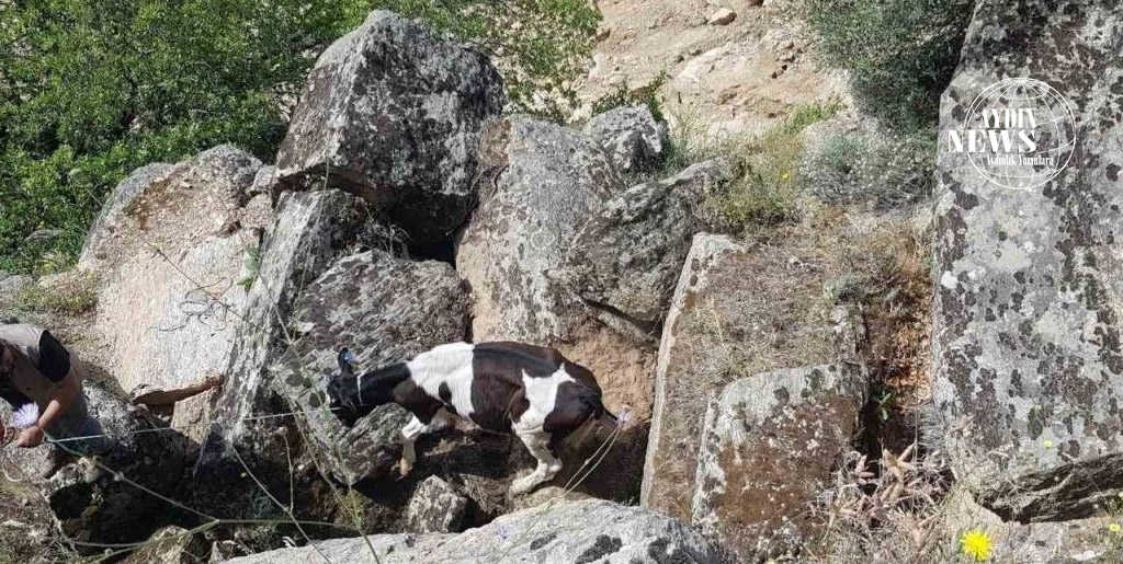 Aydın’da Kaybolan Büyükbaş Hayvanlar Drone ile Kısa Sürede Bulundu