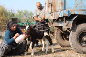 buzagi-hayvancilik-aa-2478399