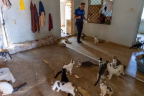kedi-dolu-ev-iha-2484545