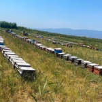 nazillide-arili-kovan-tespit-calismalari-suruyor-2