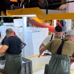 didimde-dev-girgir-operasyonu-hamsiler-santim-santim-olculdu-4