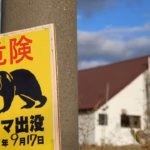 japan-bear-reu-2405600