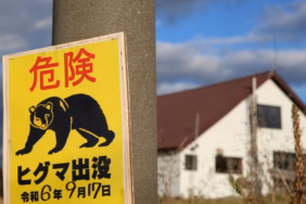 japan-bear-reu-2405600